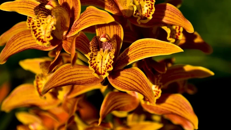 Tulup Fototapeta Żółta orchidea Flizelinowa 152x104cm (PLFS583378204)