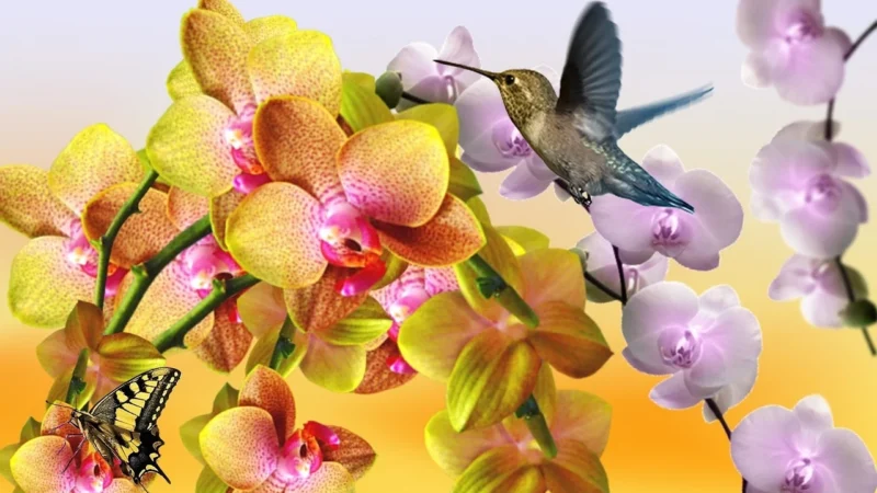 Tulup Fototapeta Żółta orchidea Flizelinowa 312x219cm (PLFS583378204)