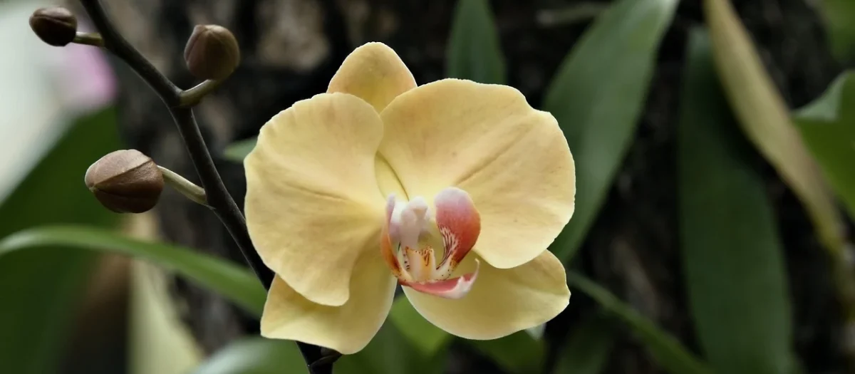 Tulup Fototapeta Żółta orchidea Samoprzylepna 104x70cm (PLFS583378204)