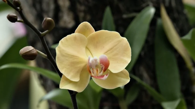 Tulup Fototapeta Żółta orchidea Samoprzylepna 104x70cm (PLFS583378204)