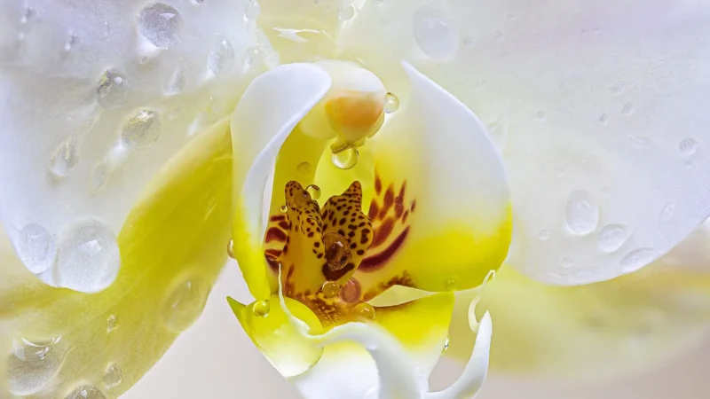 Tulup Fototapeta Żółta orchidea Samoprzylepna 152x104cm (PLFS583378204)