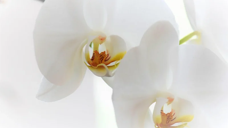 Tulup Fototapeta Żółta orchidea Samoprzylepna 208x146cm (PLFS583378204)