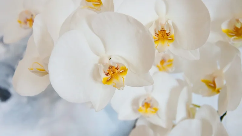 Tulup Fototapeta Żółta orchidea Samoprzylepna 250x104cm (PLFS583378204)