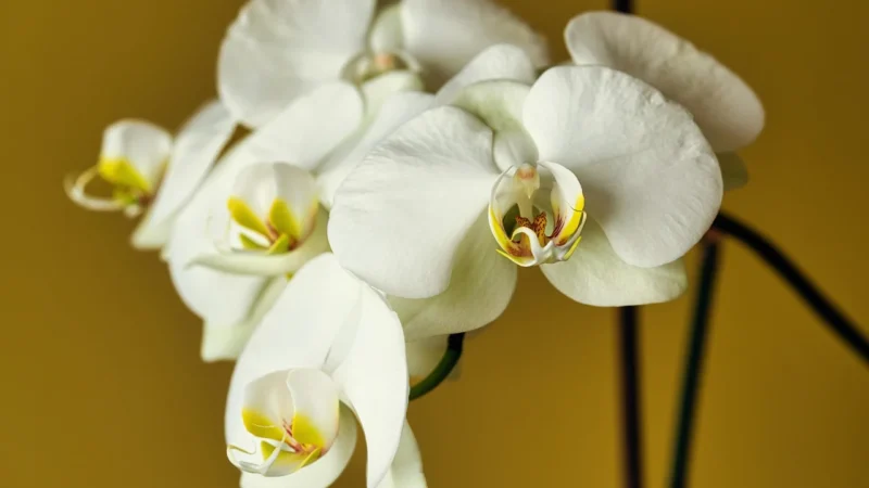 Tulup Fototapeta Żółta orchidea Samoprzylepna 416x254cm (PLFS583378204)