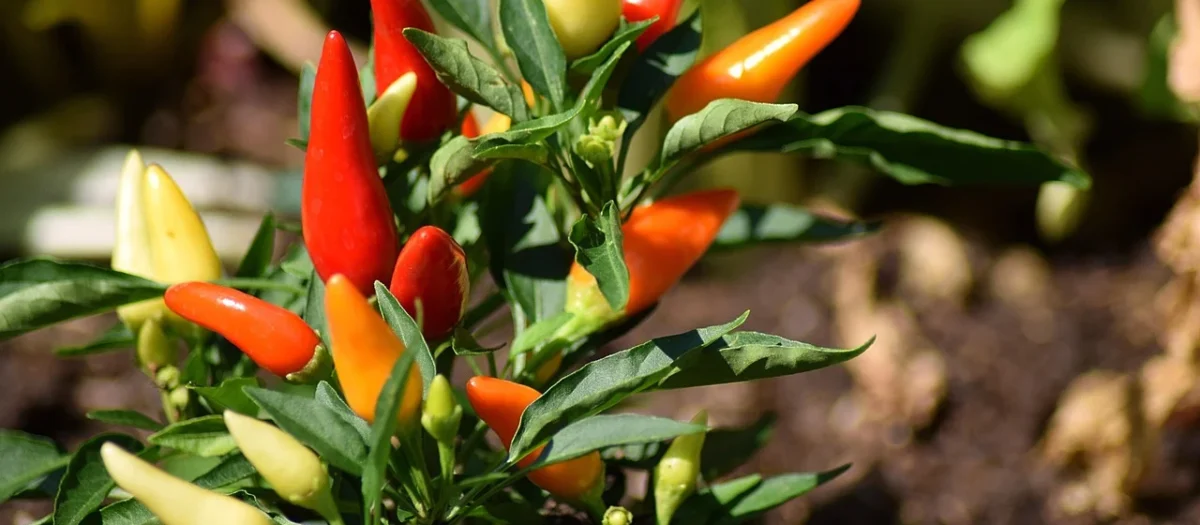 Tulup Zegar Szklany Okrągły Papryczka Chilli (Plzso30Nn71217875)