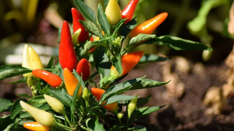 Tulup Zegar Szklany Okrągły Papryczka Chilli (Plzso30Nn71217875)