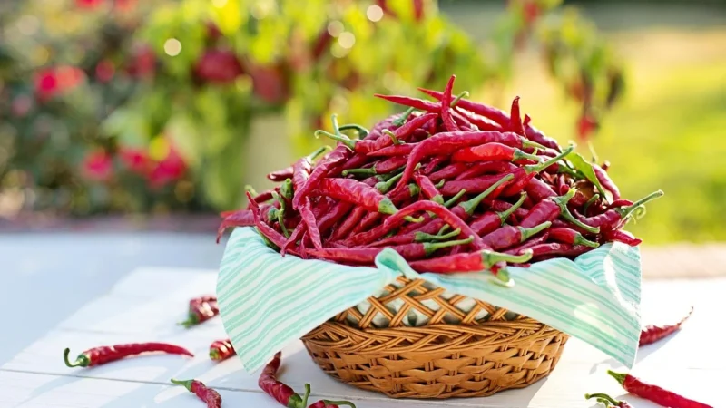 Tulup Zegar Szklany Okrągły Papryka Chilli (Plzso30Nn67737930)